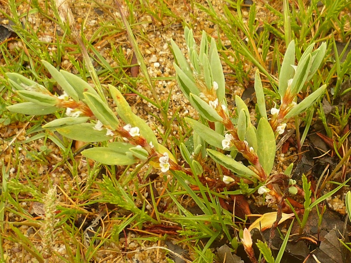Polygonum maritimum (Polygonaceae)